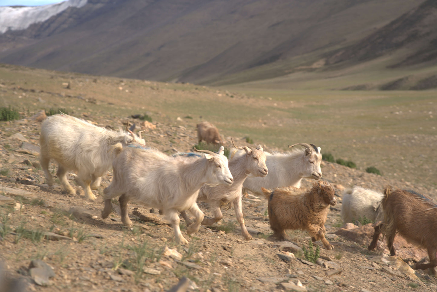 Ziegen am Berg - Landschaftsbild - Marici Pashmina Delicates